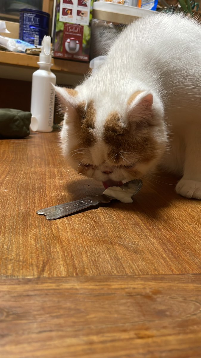 おはよー。こんぶたゃん。朝は、ヨーグルトを毎日食べます。腸内環境よくなるのかな？