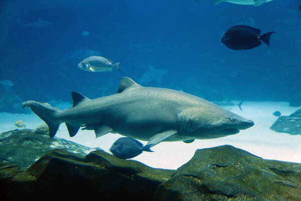 BigEye Photography (@bigeyephotos) on Twitter photo Check out this photograph that I uploaded to fineartamerica.com! fineartamerica.com/featured/hunte…
#underwater #ocean #shark #WildlifePhotography #homedecor #prints #wallartforsale #fineartphotography #artforsale #onlineshopping
<a href="/BigEyePhotos/">BigEye Photography</a> Check out this photograph that I uploaded to fineartamerica.com! fineartamerica.com/featured/hunte…
#underwater #ocean #shark #WildlifePhotography #homedecor #prints #wallartforsale #fineartphotography #artforsale #onlineshopping
<a href="/BigEyePhotos/">BigEye Photography</a>
