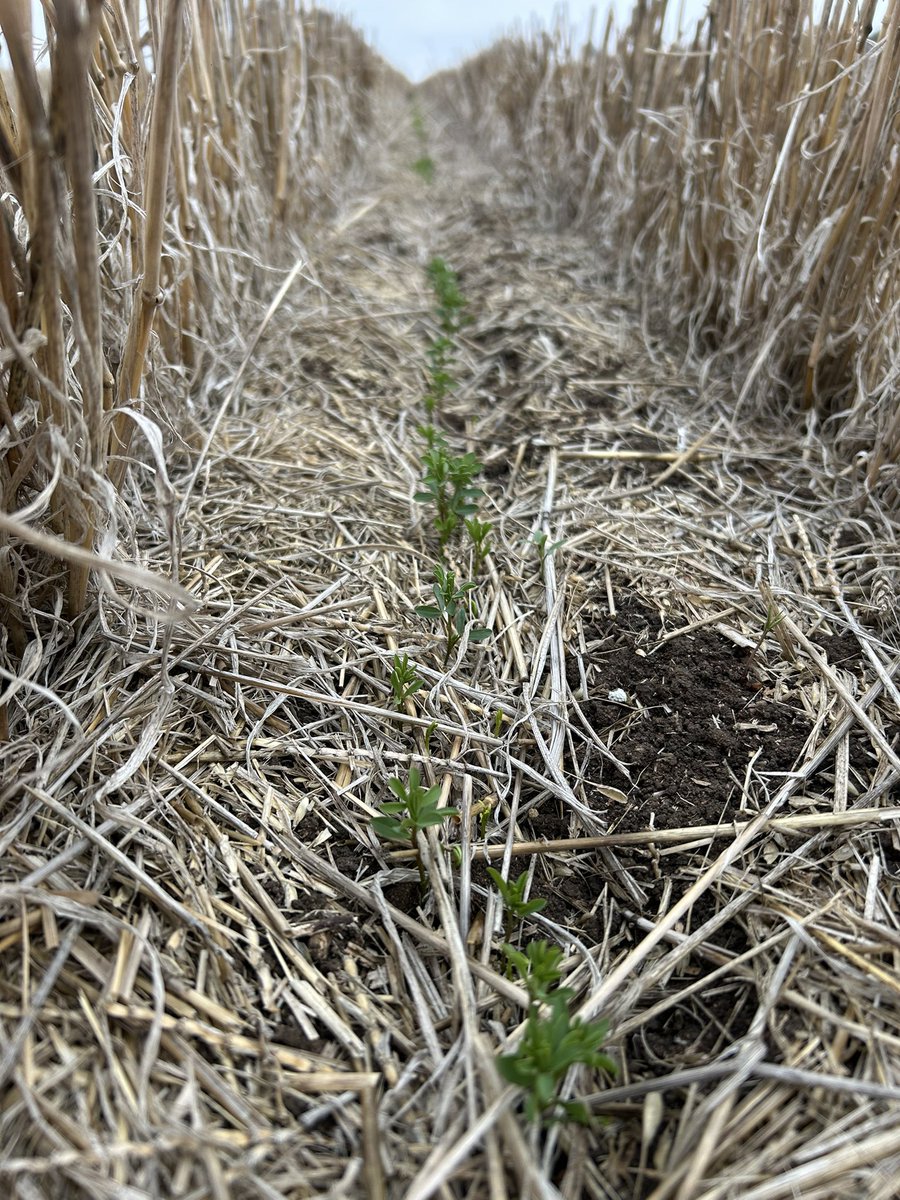 Thomas Vearing (@thomas_vearing) on Twitter photo PBA Kelpie XT Lentils sown 4th May inter row sown in Scepter stubble. 22.4mm since sowing and 4 nights below 0°. Data from <a href="/MetosANZ/">MetosANZ</a> station in adjacent paddock. <a href="/matthew_sparke/">Matthew Sparke</a> <a href="/AuSeednet/">Seednet_au</a> #lentils #wimmera #agtwitter PBA Kelpie XT Lentils sown 4th May inter row sown in Scepter stubble. 22.4mm since sowing and 4 nights below 0°. Data from <a href="/MetosANZ/">MetosANZ</a> station in adjacent paddock. <a href="/matthew_sparke/">Matthew Sparke</a> <a href="/AuSeednet/">Seednet_au</a> #lentils #wimmera #agtwitter