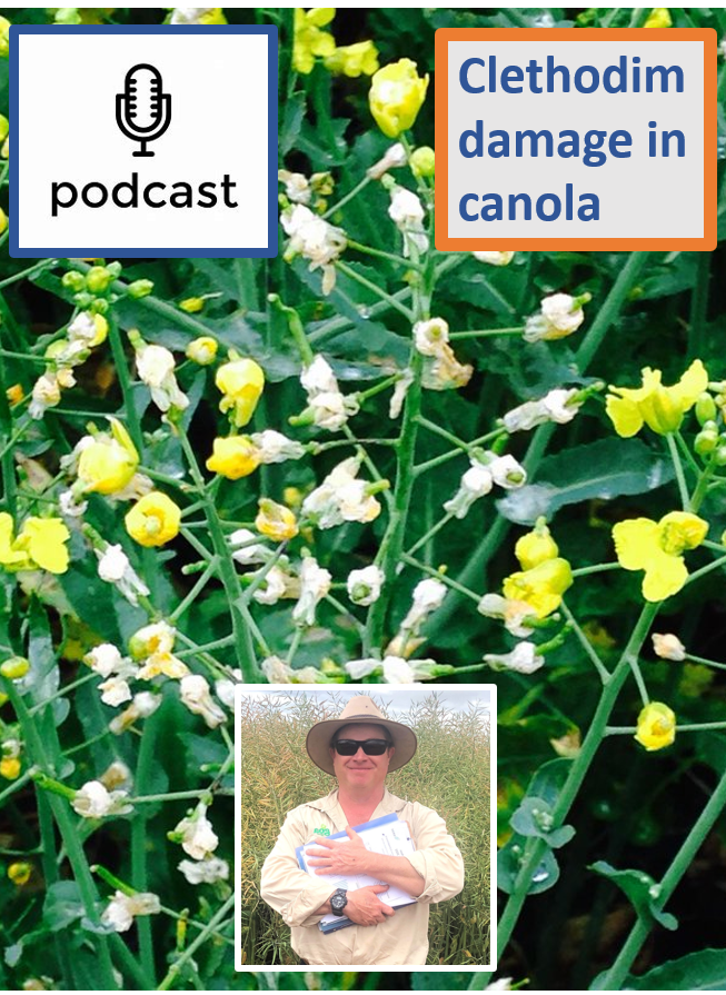 🎧PODCAST: Clethodim in canola🎧
GOA's Maurie Street gives us the good oil on clethodim use in canola, based on 20+ GOA trials.

-How to avoid damage.
-Timing (it's not as easy as you think).
-What damage looks like.
-The impact of damage on yield.

LINK⬇️
soundcloud.com/user-228803574…
