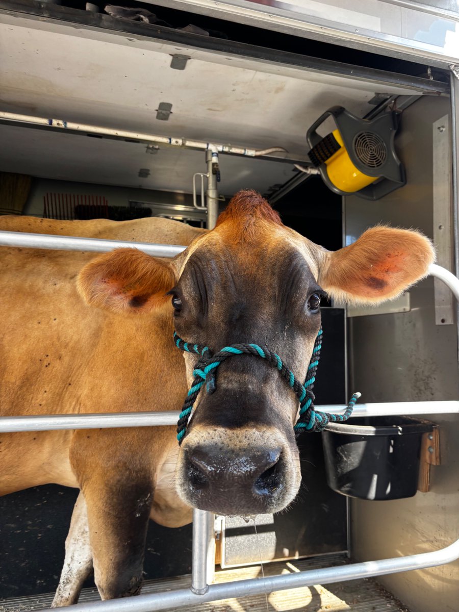 Jovany_Teaches's tweet image. Our special guest 🐮 taught us about farm life, fresh milk, and sustainability. 🥛🌱 

#MyIrvingISD #SummerLearningFun