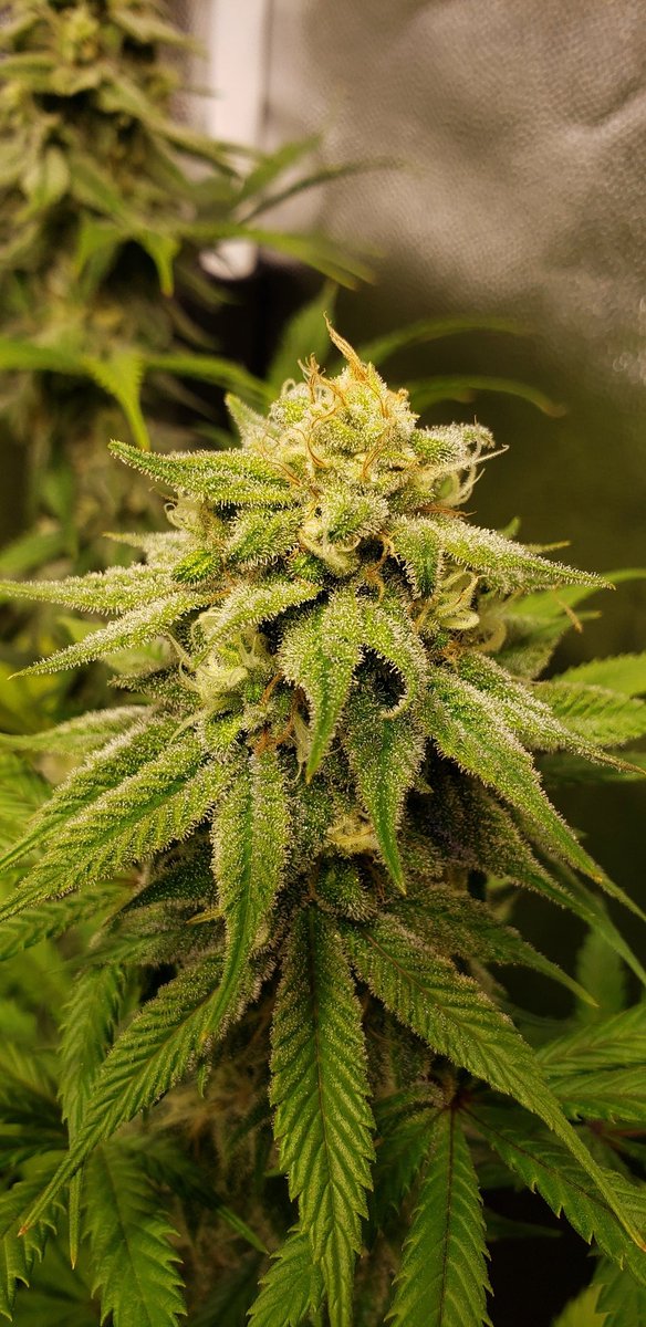 congogrowshop's tweet photo. 🌿🔥 Vamos que falta poco!

#autocultivo #reprocann #Cannabis https://t.co/cpijb7RvFA