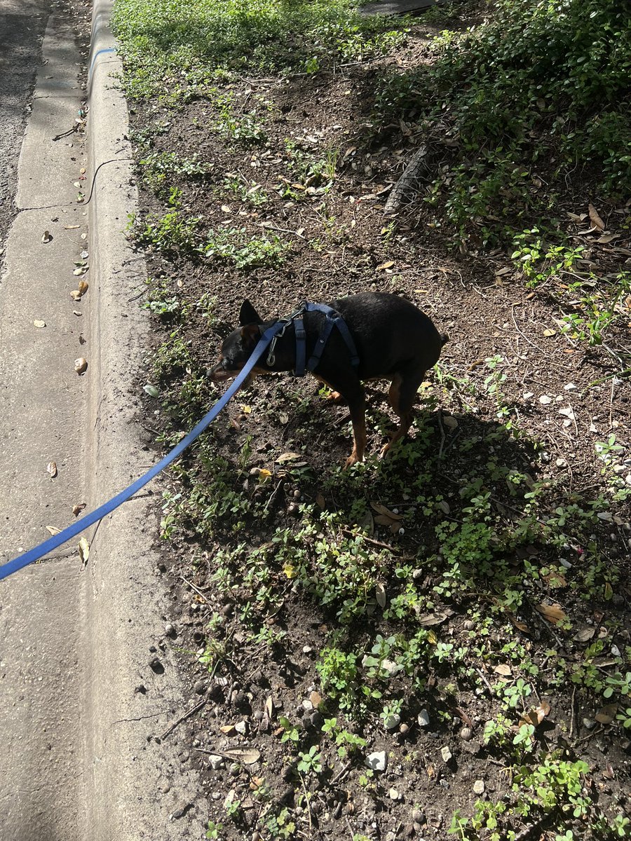 My dog going his best <a href="/nickysmokess/">Smoke</a> impression:

#LetsGoOilers #TimeToHunt #OilersNation cc: <a href="/ryanwhitney6/">Ryan Whitney</a> 🛢️📈