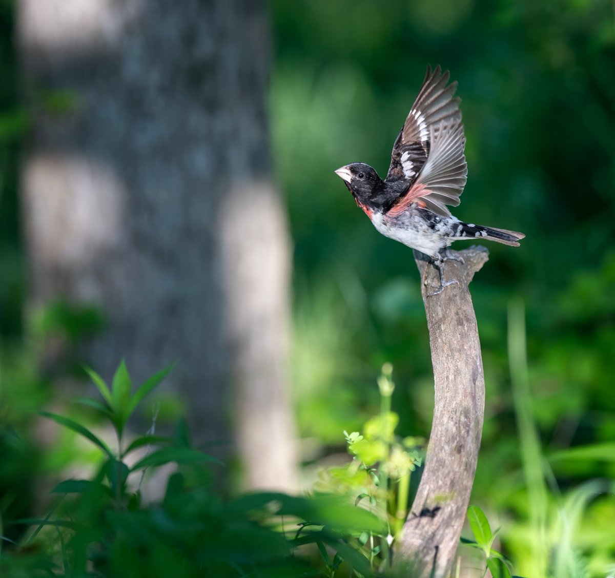 A male Rose-breasted Grosbeak, who is wearing a piece of cobweb on the top of his noggin (very fashionable), heading on out.