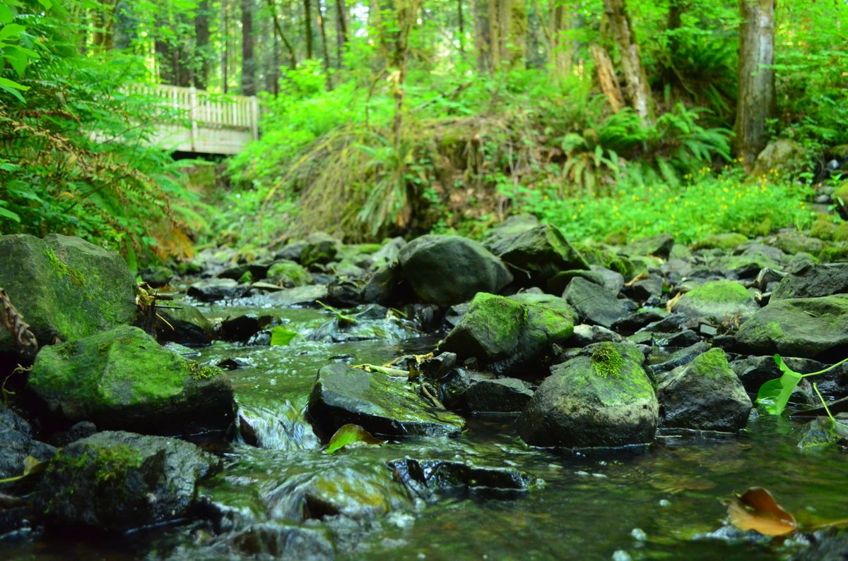 Several local watershed councils might soon be joining forces. westlinntidings.com/2025/06/17/osw…