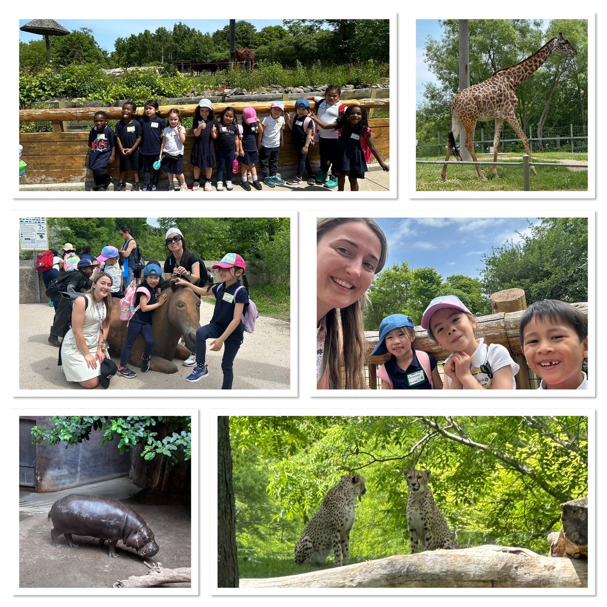 Blessed Trinity Catholic School TCDSB (@btcs_tcdsb) on Twitter photo Our little learners had a great time exploring the Toronto Zoo today! 🐒🦁🦓 A day filled with curiosity, discovery, and lots of smiles. <a href="/NancyBarillaro/">Nancy Barillaro</a> <a href="/TCDSB/">Toronto Catholic District School Board</a> <a href="/KennedyTCDSB/">Angela Kennedy</a> <a href="/Ms_Moniz119/">Ms.Moniz</a> <a href="/PirateLandaK/">MissKindergarten</a> Our little learners had a great time exploring the Toronto Zoo today! 🐒🦁🦓 A day filled with curiosity, discovery, and lots of smiles. <a href="/NancyBarillaro/">Nancy Barillaro</a> <a href="/TCDSB/">Toronto Catholic District School Board</a> <a href="/KennedyTCDSB/">Angela Kennedy</a> <a href="/Ms_Moniz119/">Ms.Moniz</a> <a href="/PirateLandaK/">MissKindergarten</a>