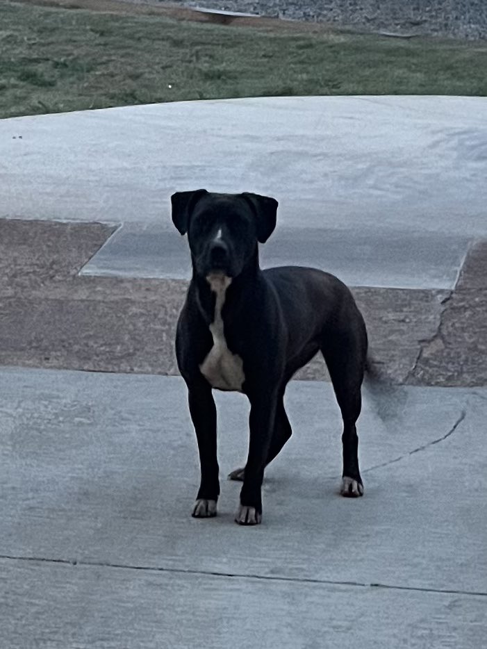Ljcorr3's tweet image. Met this abounded dog at Walhalla SC. Greeted me every morning when I opened shop. She’s a natural golf course dog! Officially adopted.I named her Takoda. I call her Tako though.