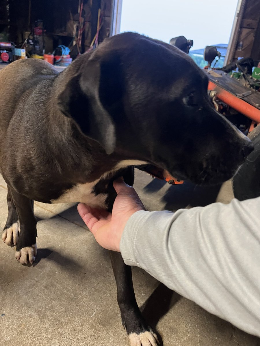 Ljcorr3's tweet image. Met this abounded dog at Walhalla SC. Greeted me every morning when I opened shop. She’s a natural golf course dog! Officially adopted.I named her Takoda. I call her Tako though.