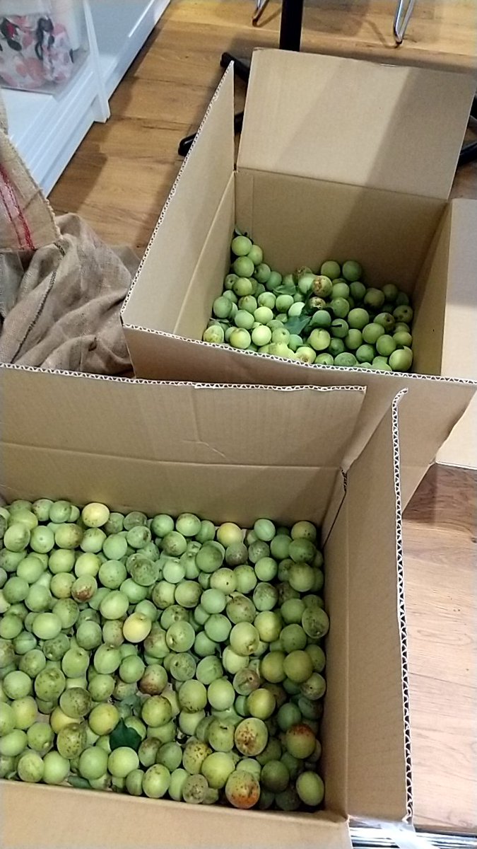 KURAMAE_model's tweet image. おはようございます。
お客さまから頂いた梅25キロです！梅シロップと梅酒、仕込んでおります。
みんなで飲める日を楽しみに。