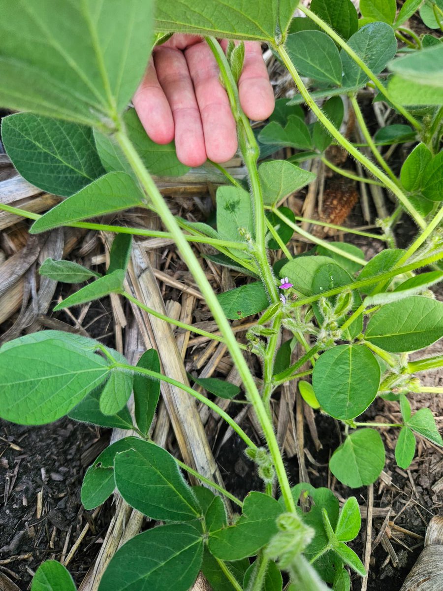 Cooler-than-normal weather has delayed early-season crop growth in parts of the state. Soybeans planted April 22 in Warren Co began flowering with 4 trifoliates this week, while April 17 planting in Piatt Co hit flowering with 7 trifoliates

<a href="/ILextension/">Illinois Extension</a>

📸: <a href="/federolle97/">Federico Rolle</a>