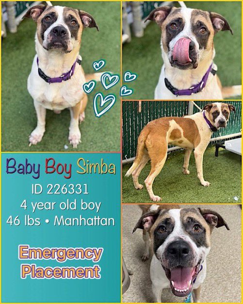 Baby Boy Simba • TBK 💉June1️⃣9️⃣ NYC