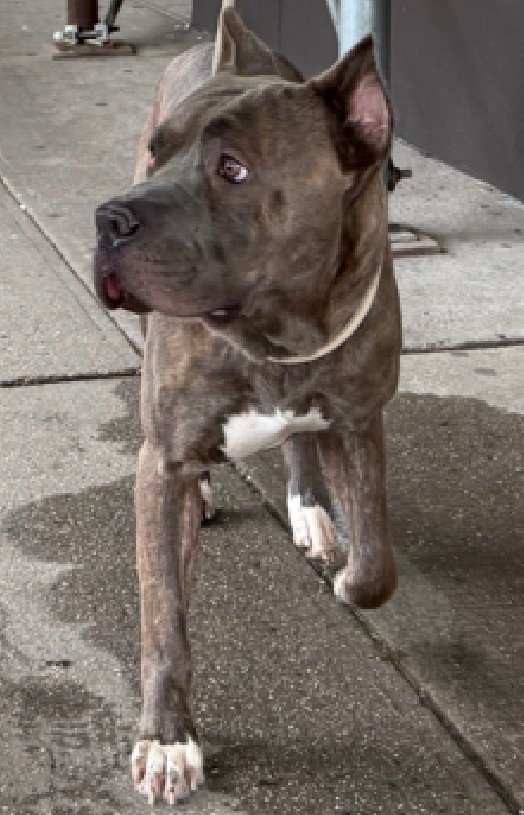 Be6ond beaks my heart 2 say that dear
💔Tiger💔 is gone !

He deserved so much more! 
His life mattered +he'll never be forgotten. 

Fly high dear angel
We loved you😢💔