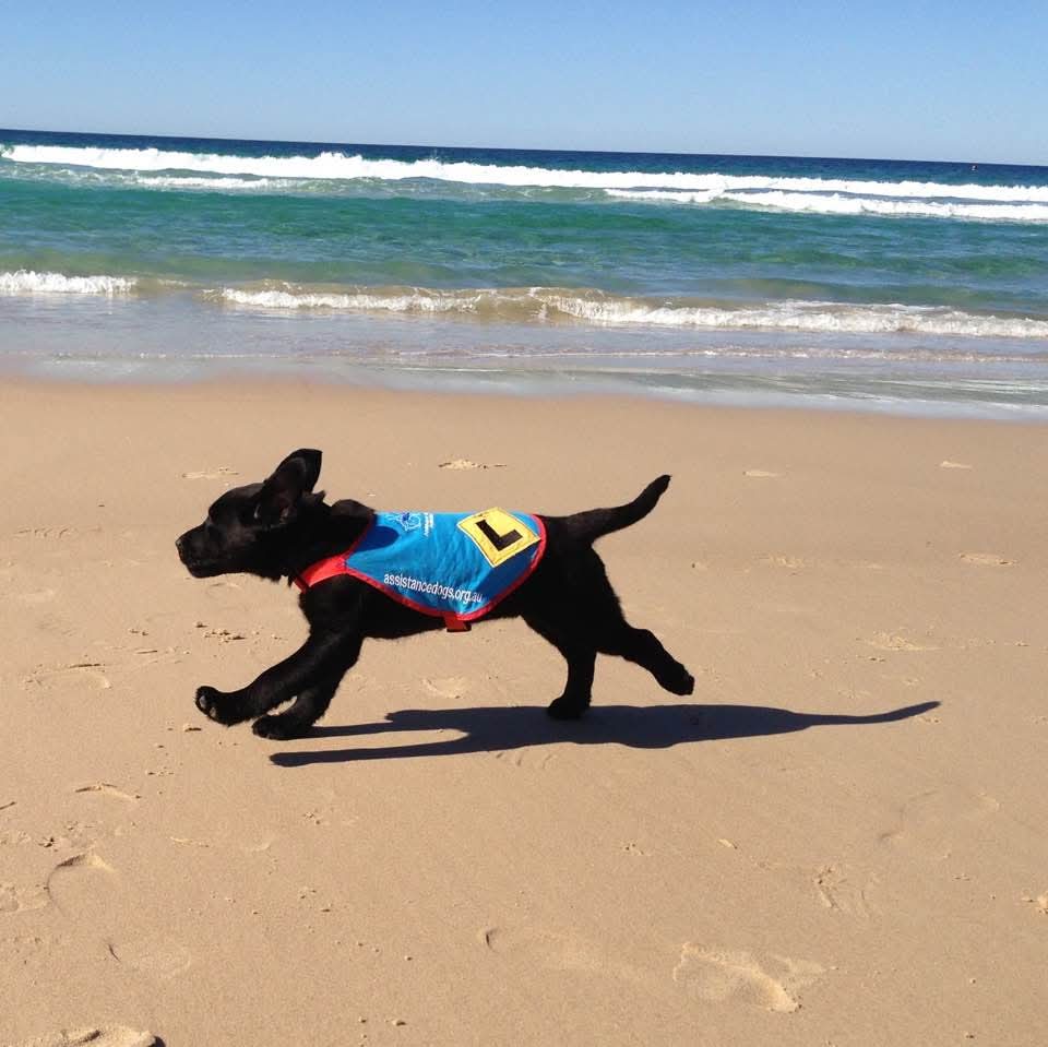 oskaandme's tweet image. I raised this puppy to become an Assistance Dog.🐕🦺
She was matched with an amazing feminist/disability scholar.
Together, they led the Women's March against tRump through Sydney.
One of the proudest moments of my life.
#MelissaHortmanRIP #Gilbert
#TrumpIsUnfitForOffice