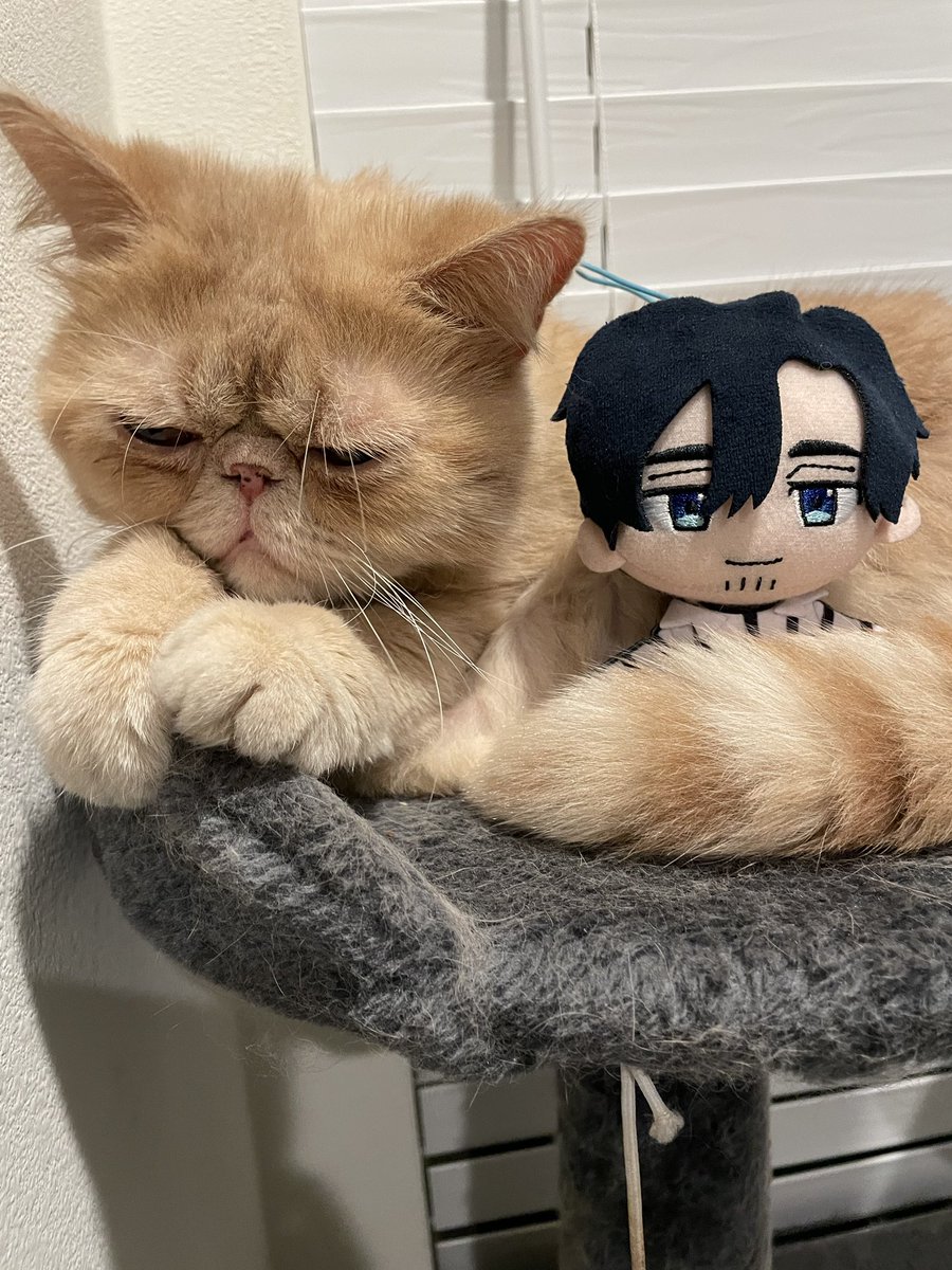 Haha yeah, he is very cute. Although, I hope he’s okay from all the times he tries to jump, it sounds worrying.