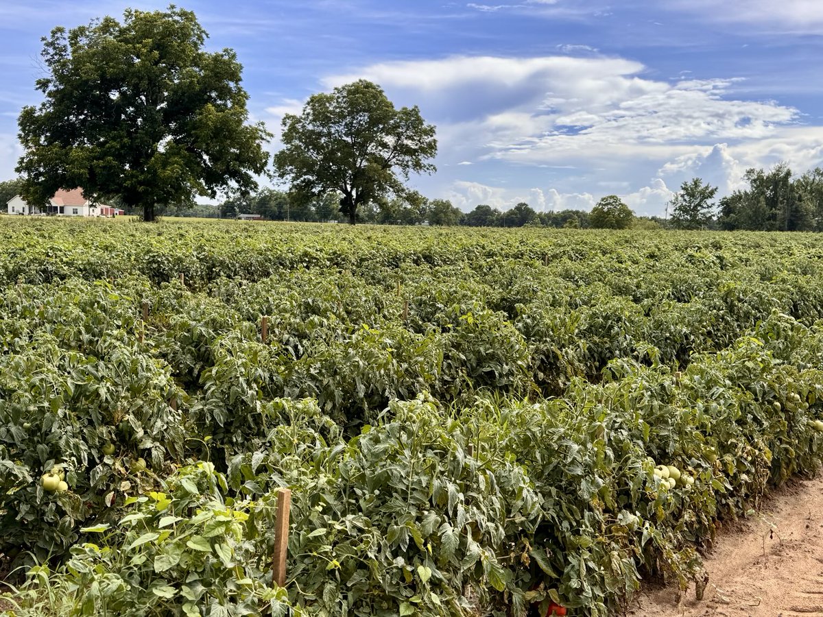 alabamaED's tweet image. A beautiful day in a  tomato field in Southeast Alabama. #Tomato #Alabama ACES #Extension #AuburnUniversity