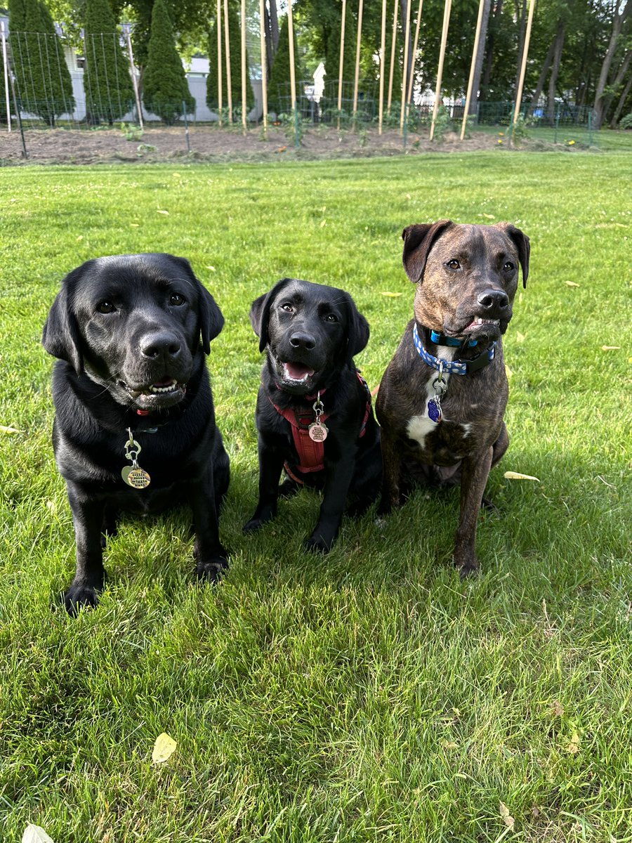 Happy #TongueOutTuesday and #TeefOutTuesday ! 🤪😬💜🩷💙 #rileywillowmollie #tot #blacklabs #pittiemix #dogsoftwitter #puppiesoftwitter #dogsofx #puppiesofx