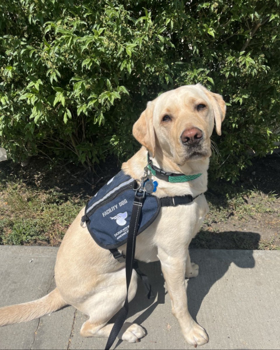 Stollery Kids (@stollerykids) on Twitter photo We’re pleased to welcome <a href="/dogs_with_wings/">Dogs with Wings</a> Pumbaa, the new Facility Dog & part of the Child Life team at the Stollery Children's Hospital!
While you may spot him around the Hospital, please give him space as he adjusts to his new role.
Please join us in welcoming Pumbaa! 🐾💜 We’re pleased to welcome <a href="/dogs_with_wings/">Dogs with Wings</a> Pumbaa, the new Facility Dog & part of the Child Life team at the Stollery Children's Hospital!
While you may spot him around the Hospital, please give him space as he adjusts to his new role.
Please join us in welcoming Pumbaa! 🐾💜