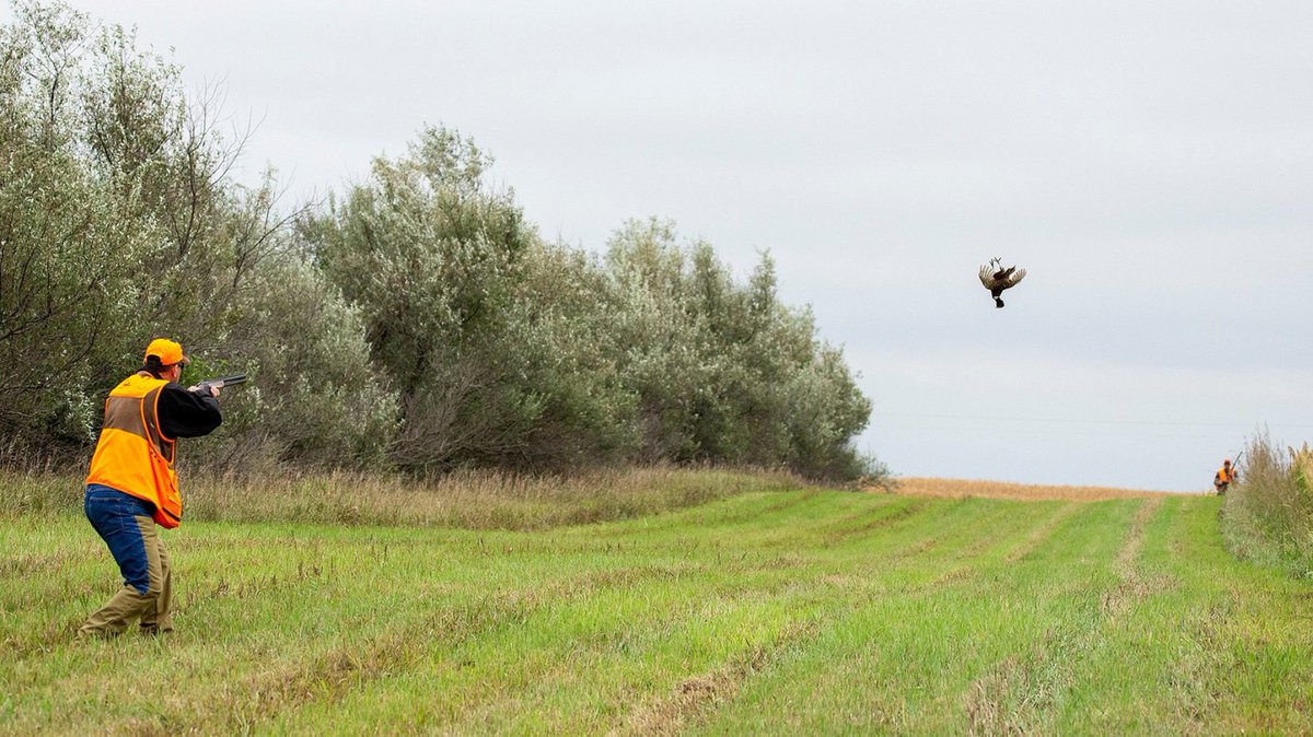 Early season is a great time to knock off the rust and a few birds down. We can get you on some birds as early as September on our Preserve properties. 

Give Brady a call for details. 

#a1alspheasantranch   #roosterrush #pheasanthunting