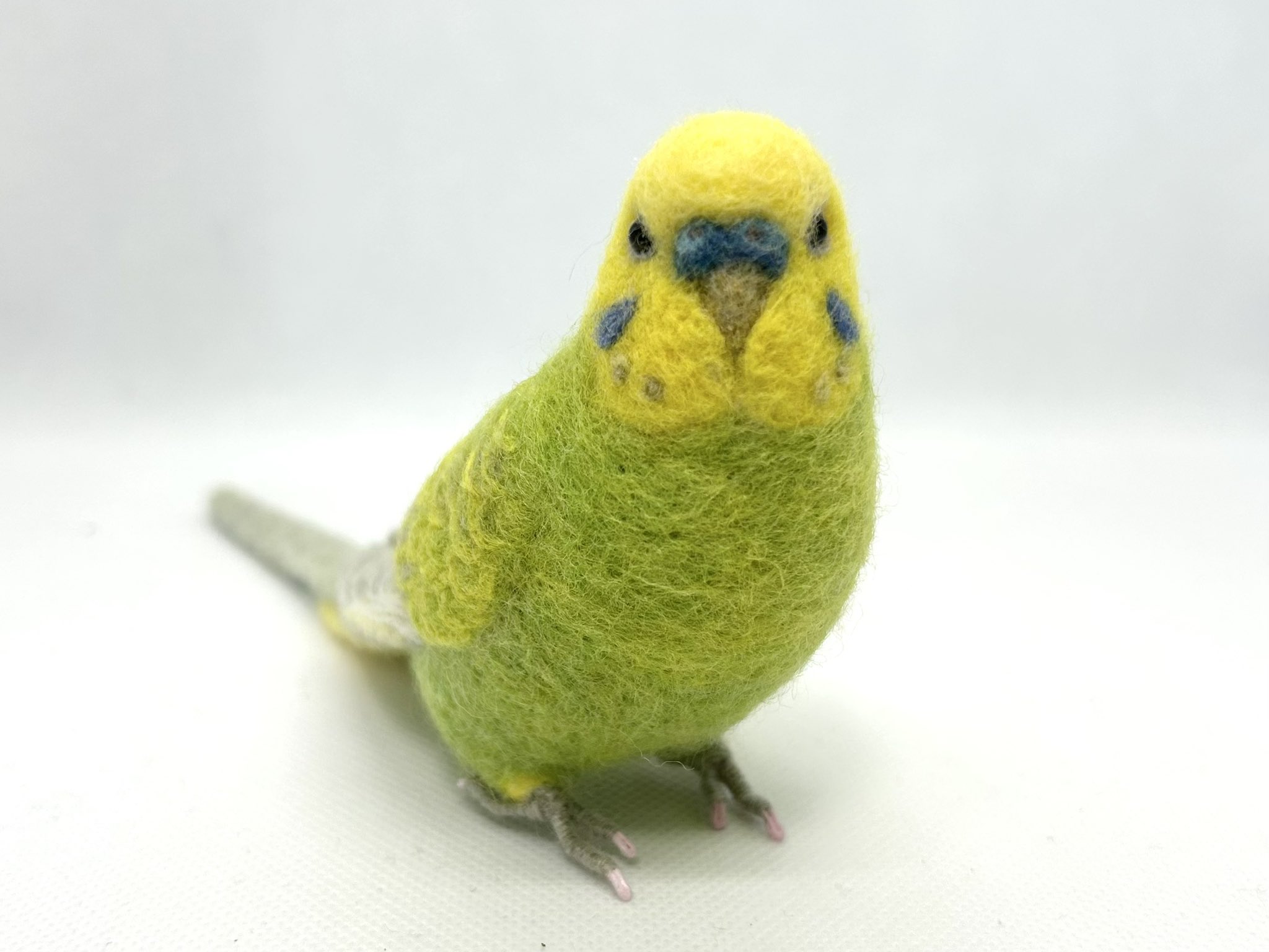 tama♡3月限定特価♡カーネーション　セキセイインコ　フラワーリース カラフル☆セキセイインコ2（一羽売り） - Atelier TOMOKO's
