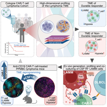Cancer Cell (@cancer_cell) on Twitter photo Online Now: CSF1R+ myeloid-monocytic cells drive CAR-T cell resistance in aggressive B cell lymphoma dlvr.it/TLQ4ty Online Now: CSF1R+ myeloid-monocytic cells drive CAR-T cell resistance in aggressive B cell lymphoma dlvr.it/TLQ4ty