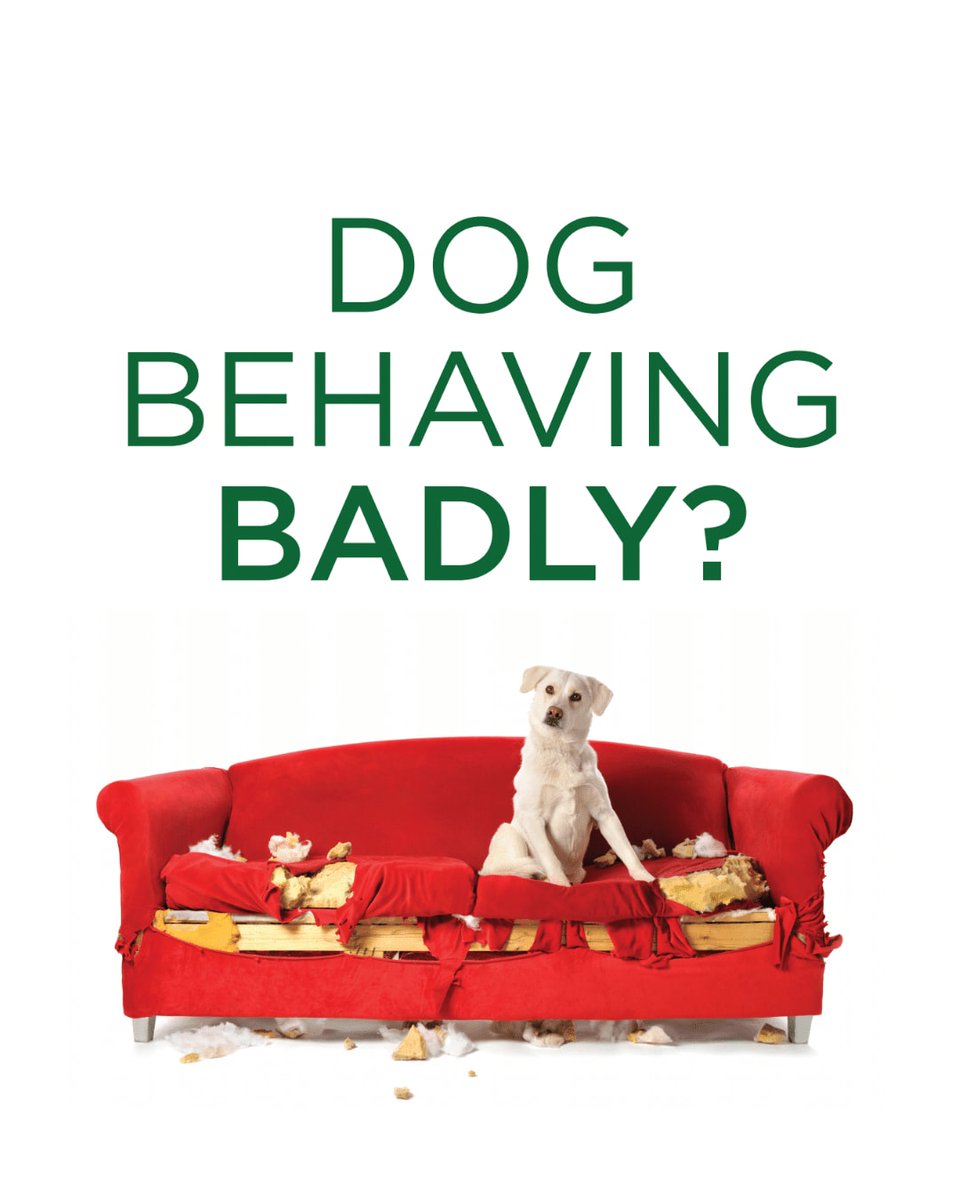 BarkBustersGA's tweet image. Attention Atlanta dog lovers! 🐶 Ready to transform your furry friend into a well-mannered companion? Reach out to Cody at Bark Busters of Atlanta! Call 877 500 BARK today!
#BarkBusters #barkbustersatl #atlantadogtraining #atlantadogtrainer #inhomedogtraining #atl #atlata