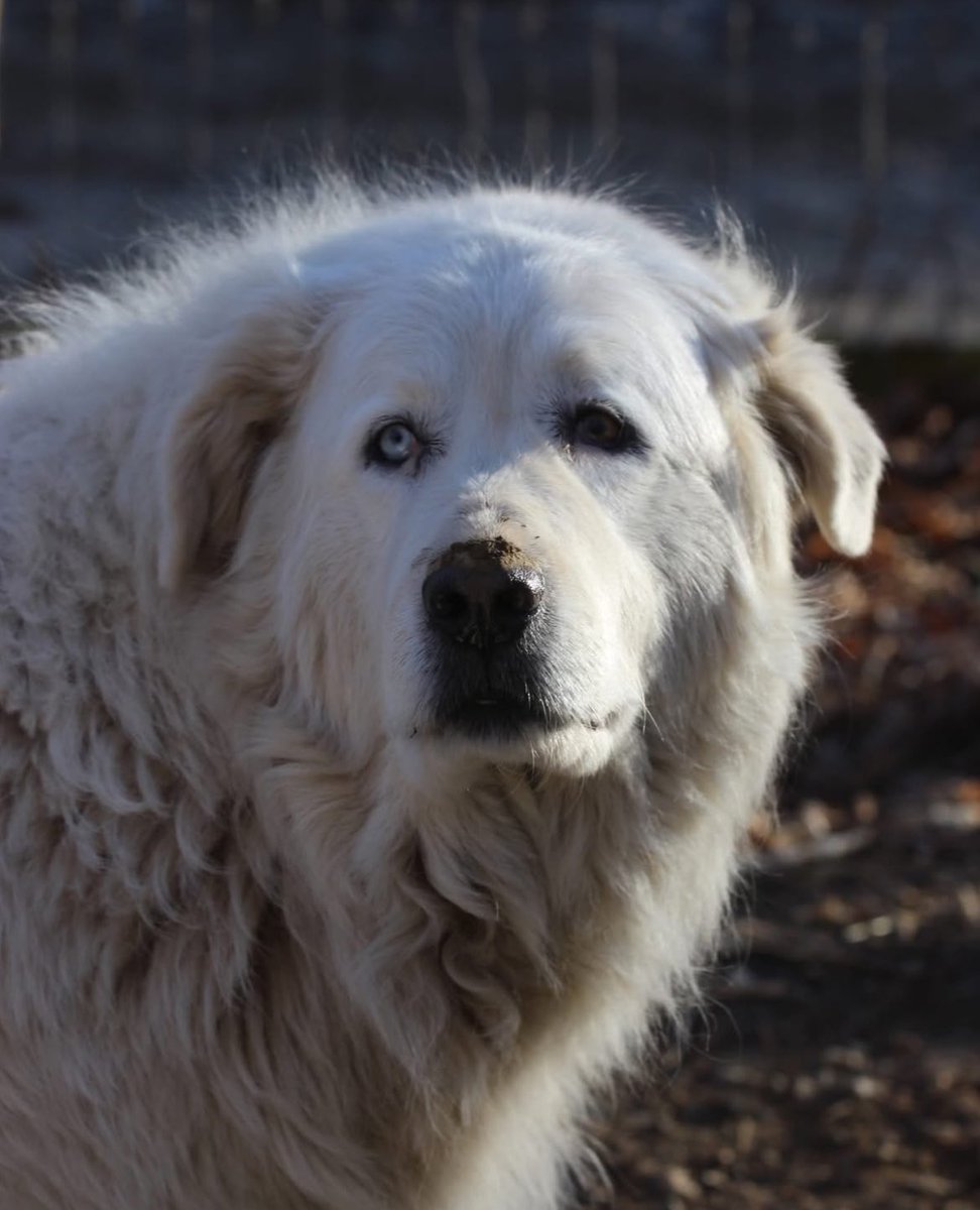 RileyFarmRescue's tweet image. Meet Winnie, who lived her first years chained in a driveway 💔
Every day at The Riley Farm Rescue, we're writing new chapters of hope. 📖✨ We need your help to continue our mission of offering second chances to animals who've known nothing but neglect, abuse, and abandonment.