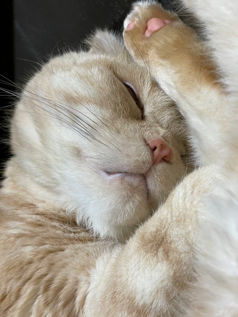 chunkojunko's tweet image. 今日も恐ろしく暑くなりそうなので
ROSSOで涼みます🫠💿

#ROSSO
#スコティッシュフォールド