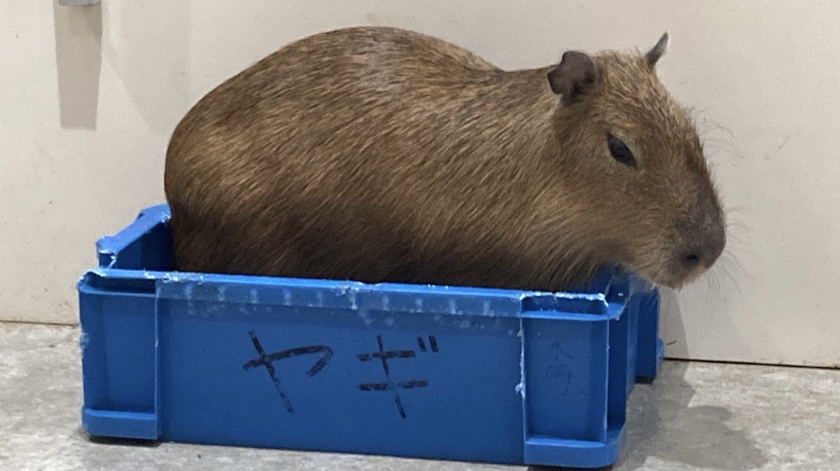 おはようございます
#アニタッチ東京ドームシティ 
#カピバラ #capybara
