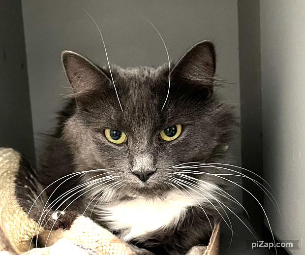 THERE ARE 33 ANIMALS (15 CATS &amp; 18 DOGS)  AT RISK FOR THURSDAY 06/19/25 DEADLINE IS NOON. PLEASE SHARE, FOSTER, ADOPT, TAG FRIENDS, POST TO SOCIAL MEDIA SITES, PLEDGE TO  HELP SAVE THEIR LIVES. NEW PHOTOS. newhope.shelterbuddy.com/animal/list