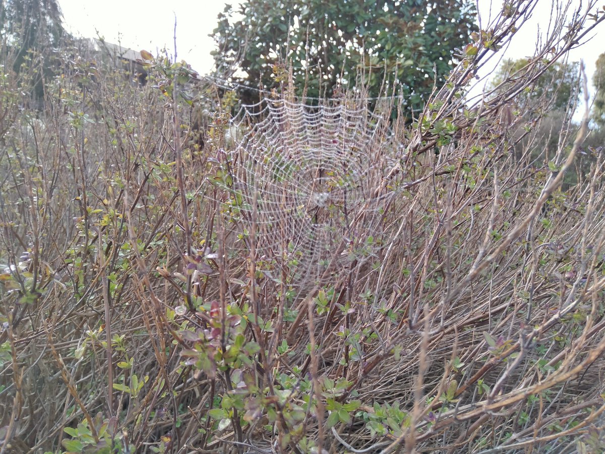 Beautiful Spider web 🕸️