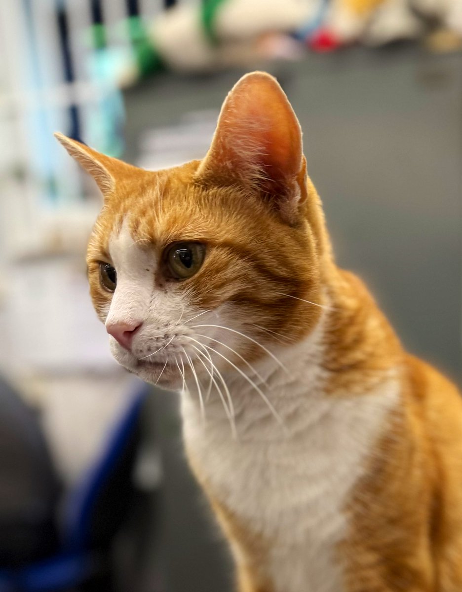 Good morning &amp; welcome to Whiskers Wednesday 

 A smile is a bridge—soft, silent, and strong enough to carry hope from one heart to another.

Smile at someone today. It might be the sunshine they didn’t know they needed.

 #catoftheday #Cat #CatsOnTwitter #CatsOfTwitter