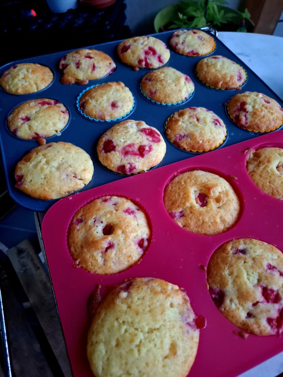 GrunzeugD's tweet image. Wenn das Wunder passiert und die Kinder völlig von alleine beginnen #Ribisel zu ernten...

Dann ist zum einen ein österreichisches Kindheitstrauma durchbrochen - Ribisel brocken- wer kennts nicht.