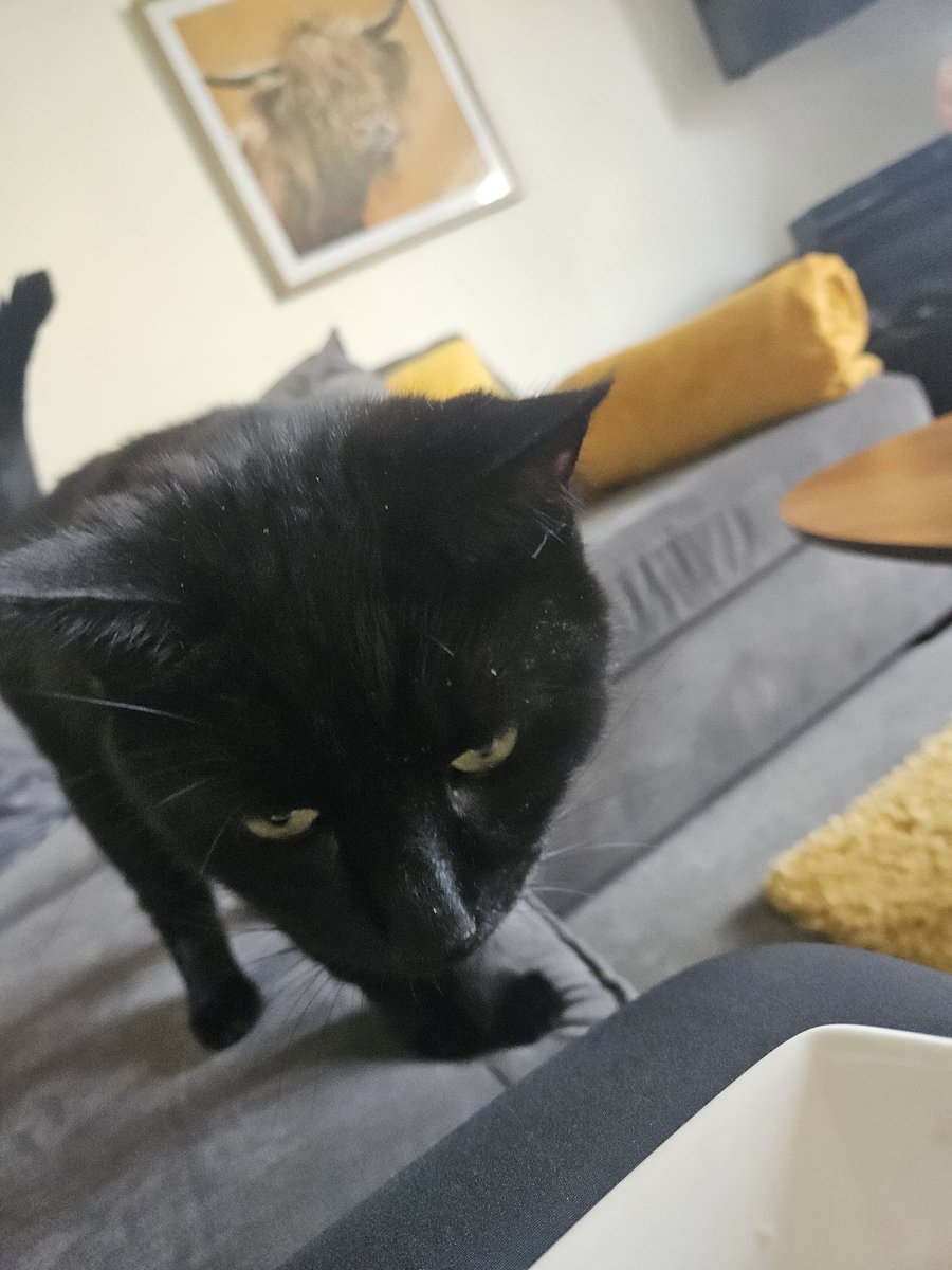 YesImLulu's tweet photo. POV: you smell interesting https://t.co/J7Aq5laPJe