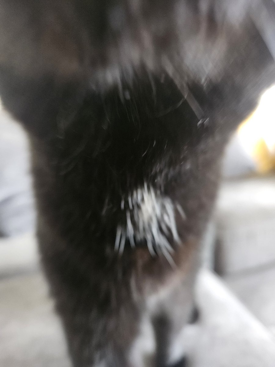 YesImLulu's tweet photo. POV: you smell interesting https://t.co/J7Aq5laPJe