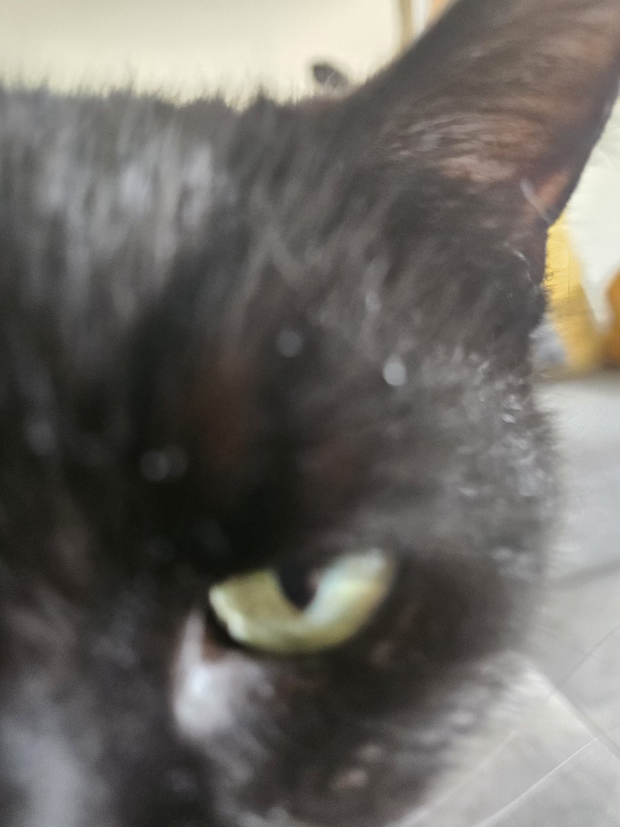 YesImLulu's tweet photo. POV: you smell interesting https://t.co/J7Aq5laPJe