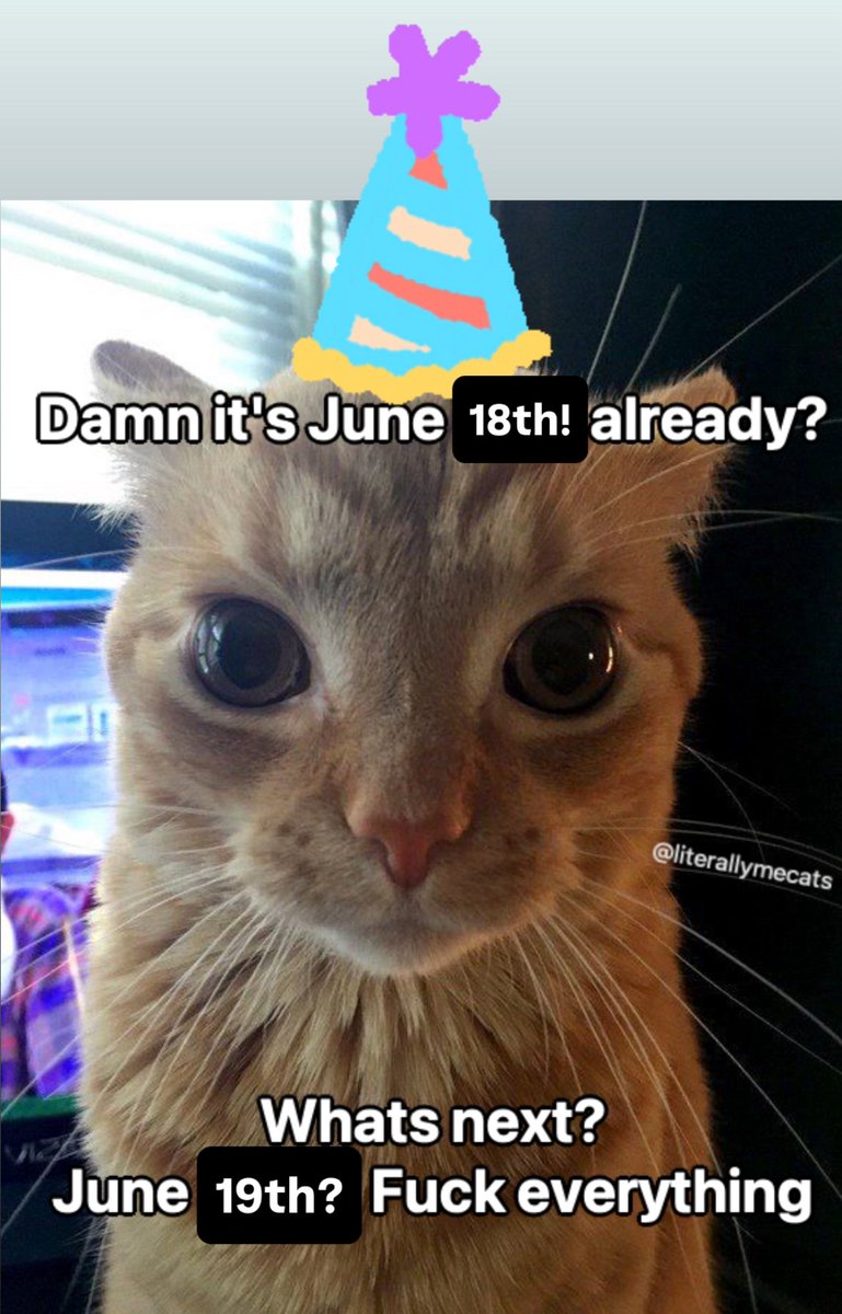 LiterallyMeCats (@literallymecats) on Twitter photo 