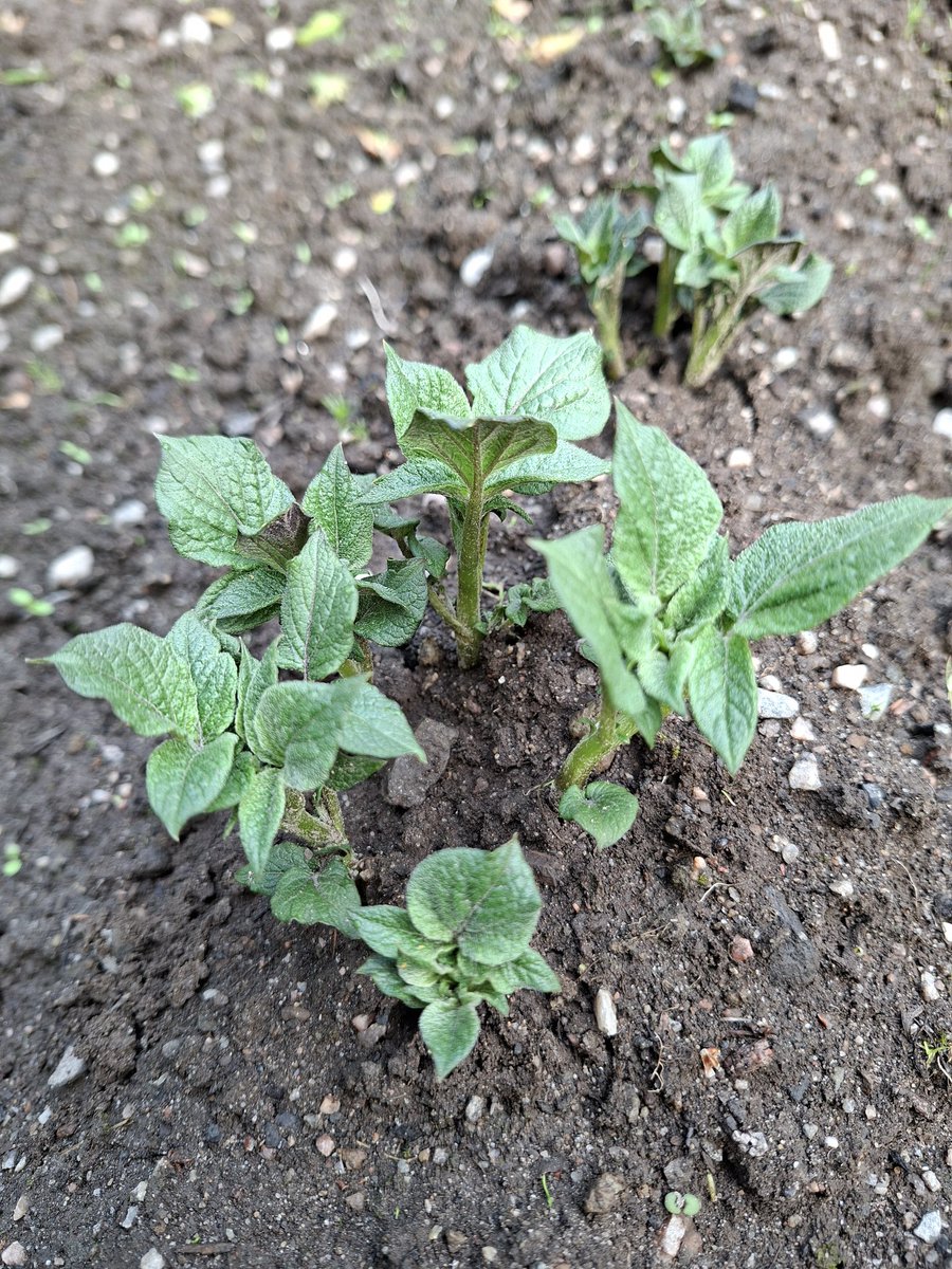 DirksReingard's tweet image. Guten Morgen allerseits aus den 🇫🇮 Schären. Das Wetter ist trübe 🌫 und zu kalt 14°-da freut man sich, dass jedenfalls auf 'Timo' 🥔 Verlasss ist. Auch 'Jussi' und 'Siikli' (Sieglinde) spriesssen 🌱🌱.
Wünsche allen einen erspriesslichen Mittwoch.
#Finland #summercottage #potatis