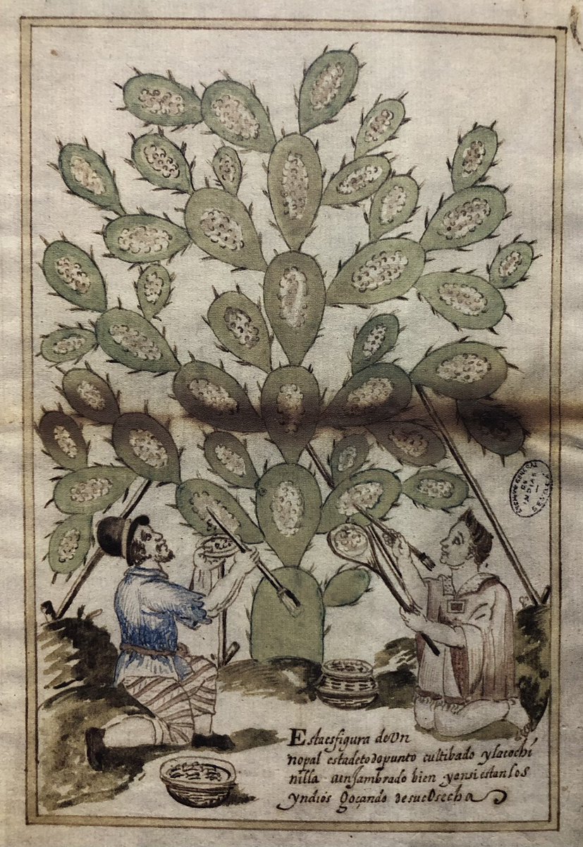 Códice de la grana cochinilla.

El manuscrito fue elaborado en 1600 por Alonso de Nava. Se trata de una Relación de los pueblos de Cholula, Calpan, Tetzmelcan y Huexotzinco, donde se cultivaban nopales para la crianza del insecto grana cochinilla y la obtención del pigmento rojo.