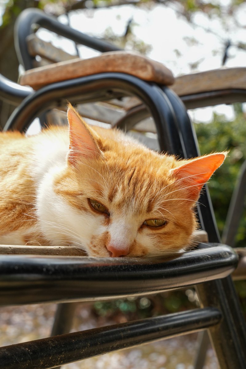 intern_kun🐾 (@internkun_neko) on Twitter photo 