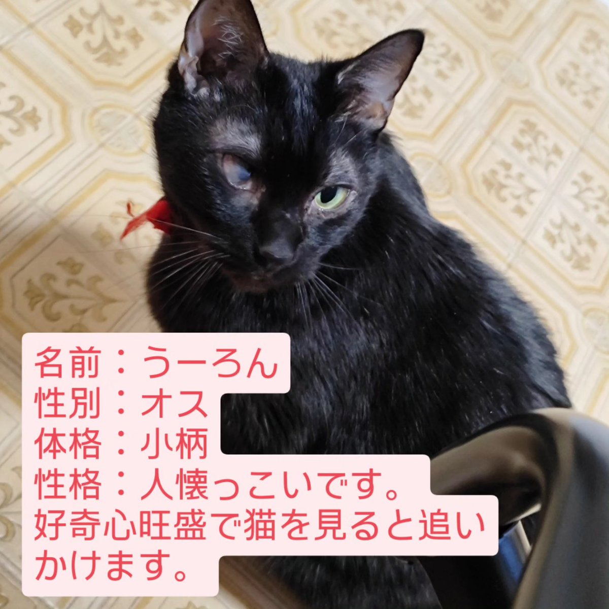 u_ronoide's tweet photo. 【脱走猫探しています】
#青森県 #青森市 浦町奥野6/13(金)20時頃に脱走しました。小柄な黒猫です。
名前はうーろん、オスで赤い首輪に片目にハンデがあります。性格は人懐っこく、好奇心旺盛で猫を見掛けると追い掛けてしまいます。
どうかお力を貸していただけると助かります。
#脱走猫 #迷子猫 https://t.co/kpI50AAsRU