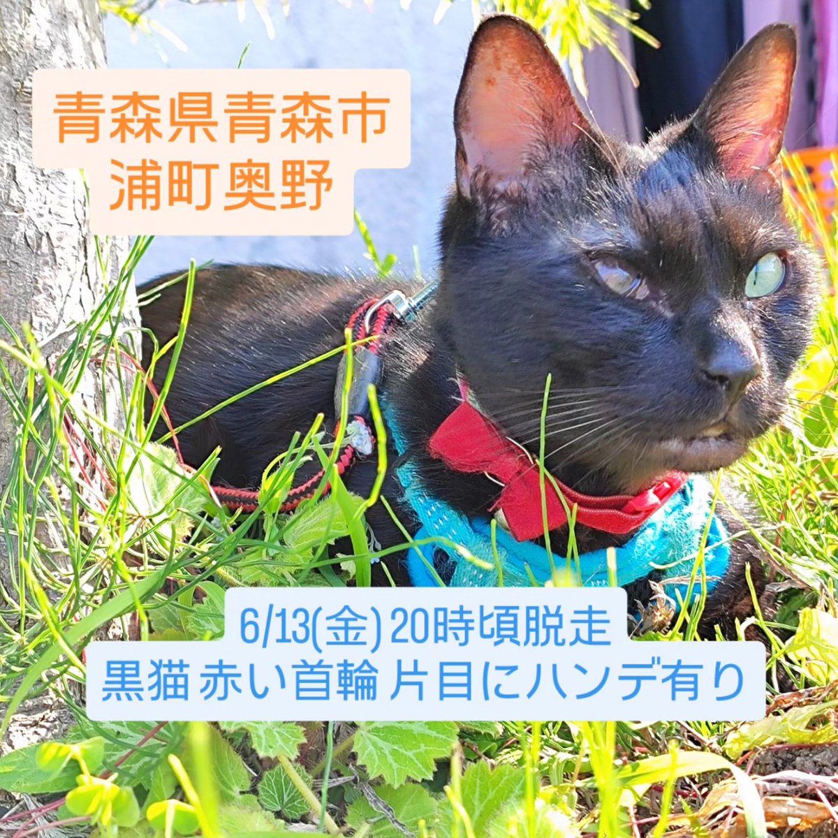 u_ronoide's tweet photo. 【脱走猫探しています】
#青森県 #青森市 浦町奥野6/13(金)20時頃に脱走しました。小柄な黒猫です。
名前はうーろん、オスで赤い首輪に片目にハンデがあります。性格は人懐っこく、好奇心旺盛で猫を見掛けると追い掛けてしまいます。
どうかお力を貸していただけると助かります。
#脱走猫 #迷子猫 https://t.co/kpI50AAsRU