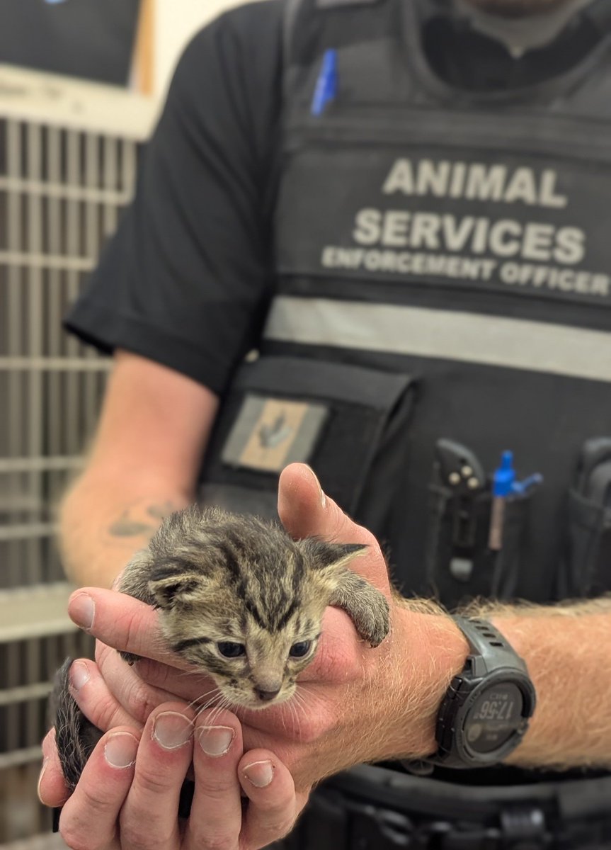 Apply now to join our team as an Animal Bylaw Enforcement Officer!

We are looking for individuals with a high level of integrity, self-discipline, motivation, and an interest in both community safety and animal welfare.

Learn more and apply at:
communityanimalservices.ca/home/employment

#yql