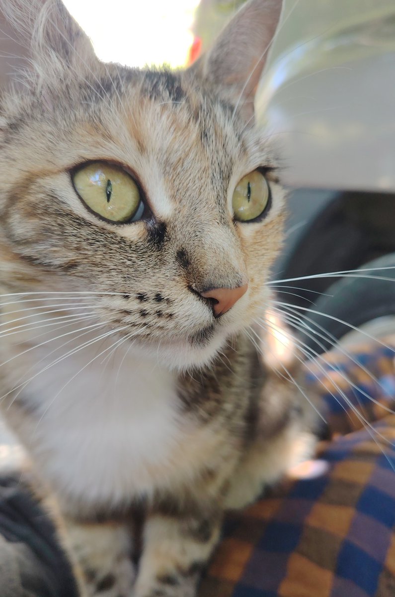 Ola, mi gata les manda saludos