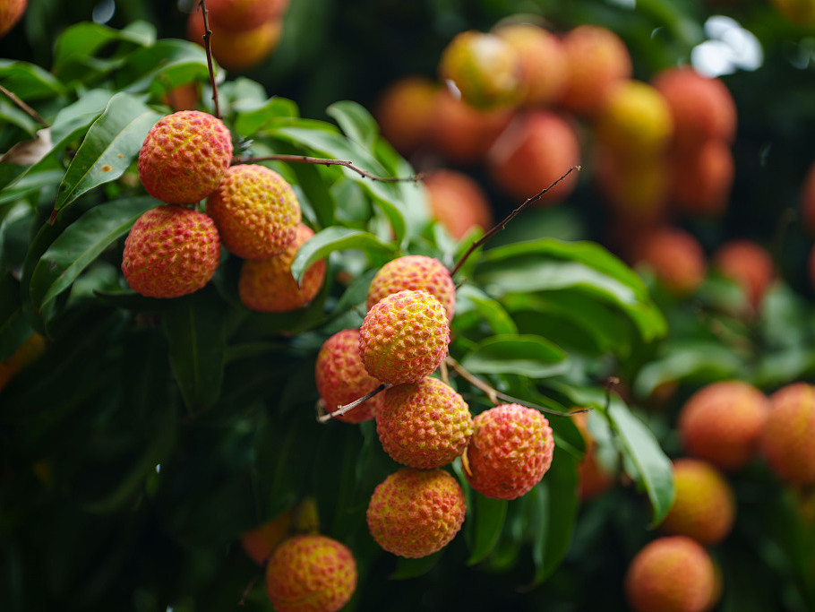 ChinaDaily's tweet image. Lychees from Zhenlong town, #Huizhou in Guangdong province have reached peak ripeness and are hitting the market! Benefiting from a unique geographical environment, Zhenlong town has around 43,000 mu (2,867 hectares) of #lychee orchards. These orchards grow premium varieties like
