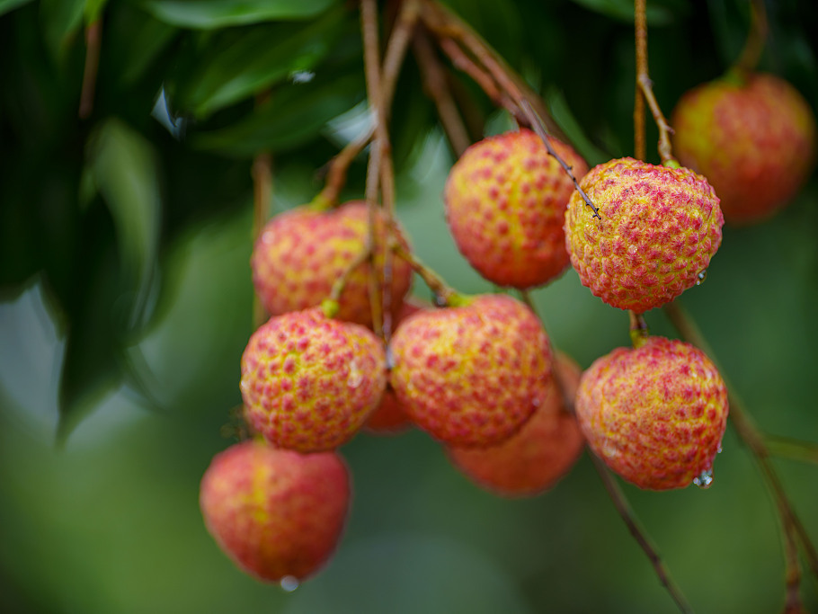 ChinaDaily's tweet image. Lychees from Zhenlong town, #Huizhou in Guangdong province have reached peak ripeness and are hitting the market! Benefiting from a unique geographical environment, Zhenlong town has around 43,000 mu (2,867 hectares) of #lychee orchards. These orchards grow premium varieties like