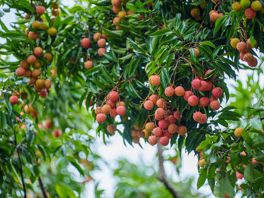 ChinaDaily's tweet image. Lychees from Zhenlong town, #Huizhou in Guangdong province have reached peak ripeness and are hitting the market! Benefiting from a unique geographical environment, Zhenlong town has around 43,000 mu (2,867 hectares) of #lychee orchards. These orchards grow premium varieties like