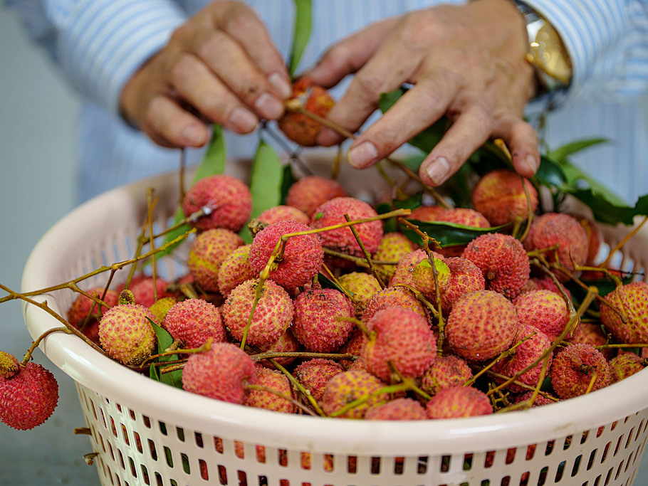 ChinaDaily's tweet image. Lychees from Zhenlong town, #Huizhou in Guangdong province have reached peak ripeness and are hitting the market! Benefiting from a unique geographical environment, Zhenlong town has around 43,000 mu (2,867 hectares) of #lychee orchards. These orchards grow premium varieties like