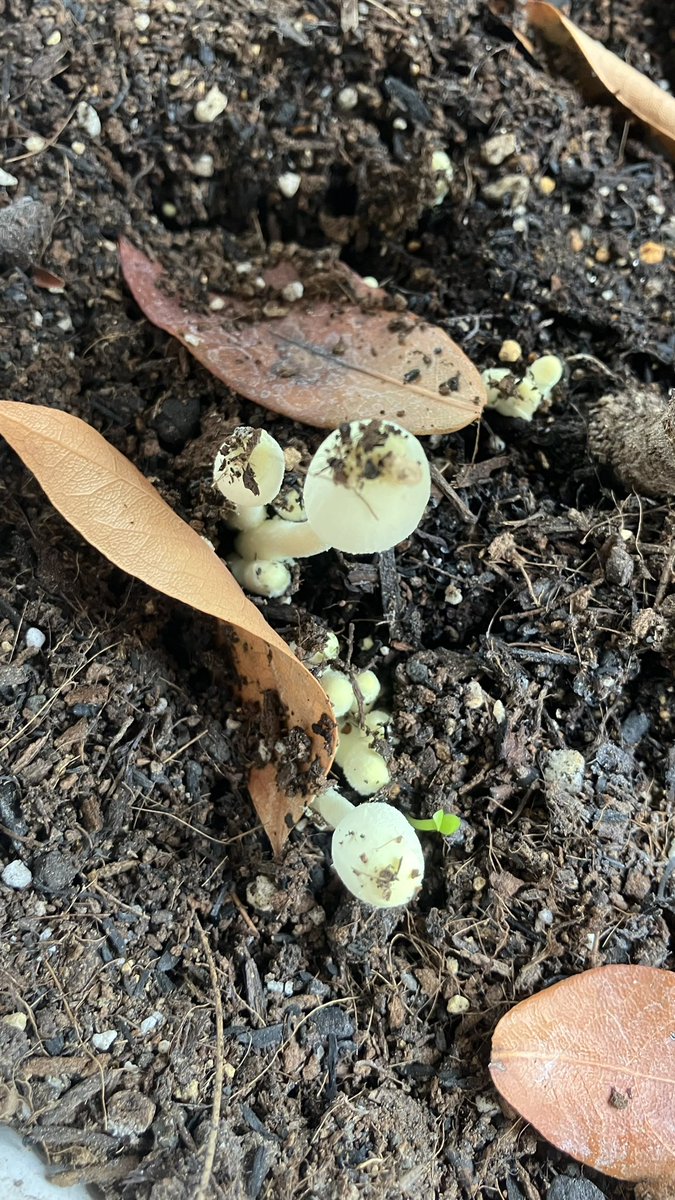 ILAND_JAYk's tweet photo. とある日枯れかけてる月桂樹のプランターをみたら大量のきのこ🍄が…！
このキノコはなんというキノコでしょうか…？
#キノコ https://t.co/ZmU8NviVQC