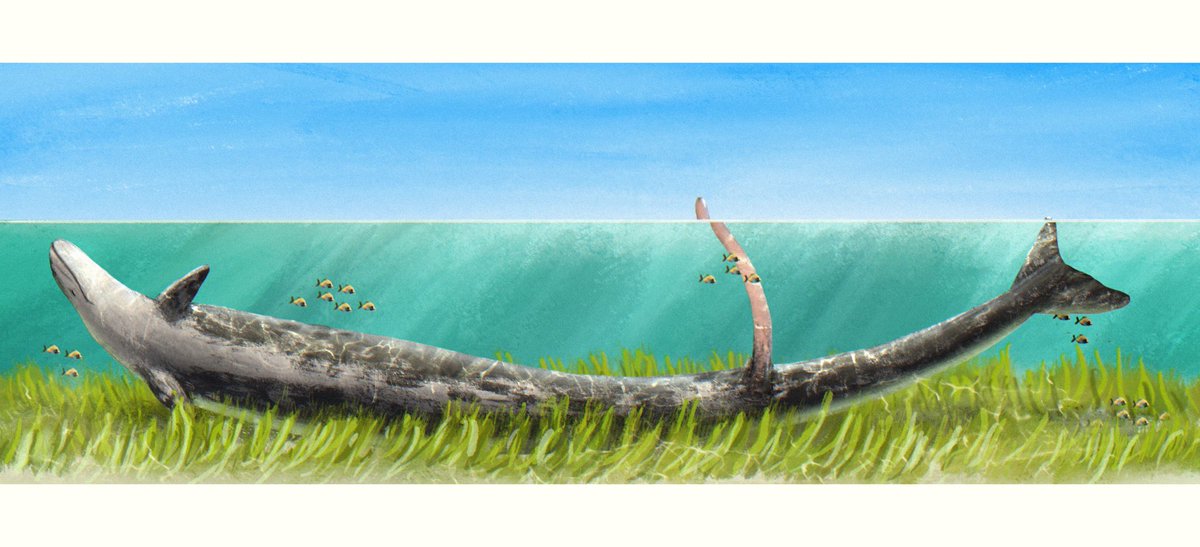 The peak male experience