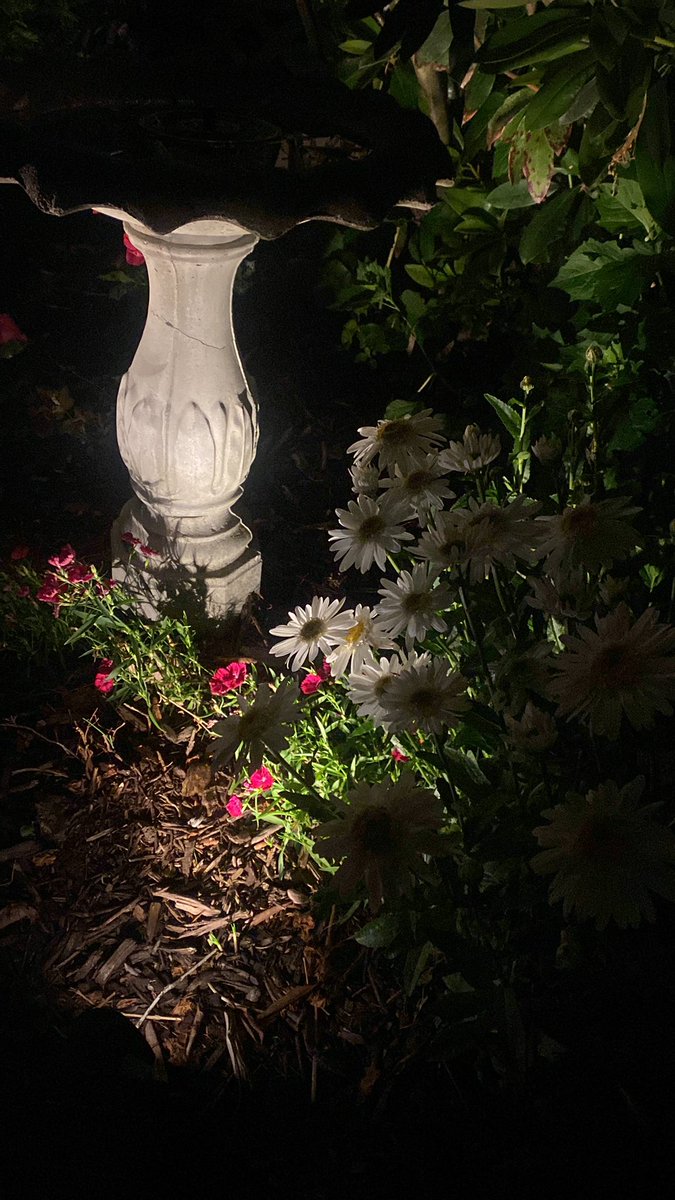 @growingwisdomone of  the best mid June for blooms